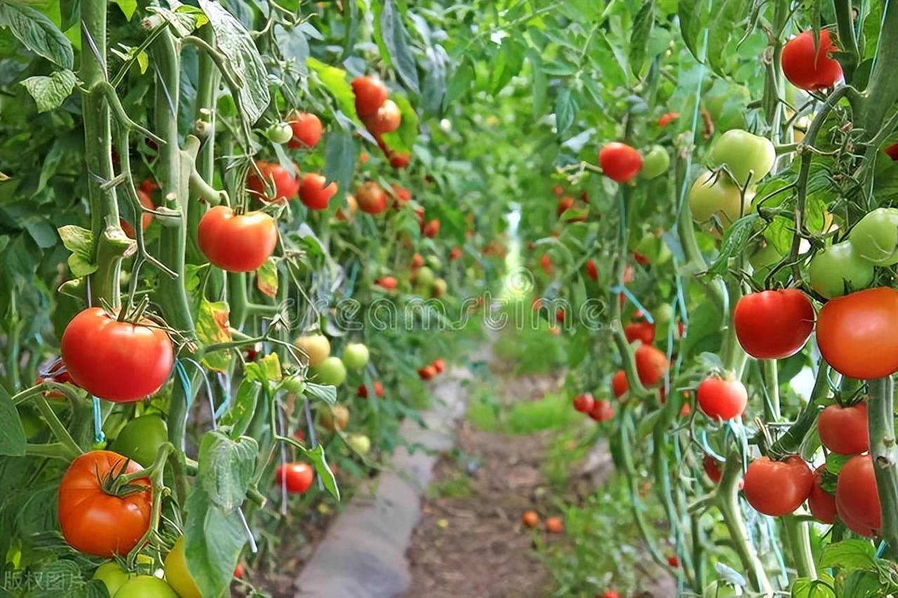 西红柿用什么肥料比较好？-第2张图片-太平洋在线下载