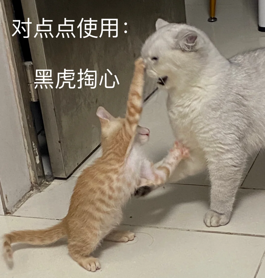 码字猫苹果版ai智能写作工具