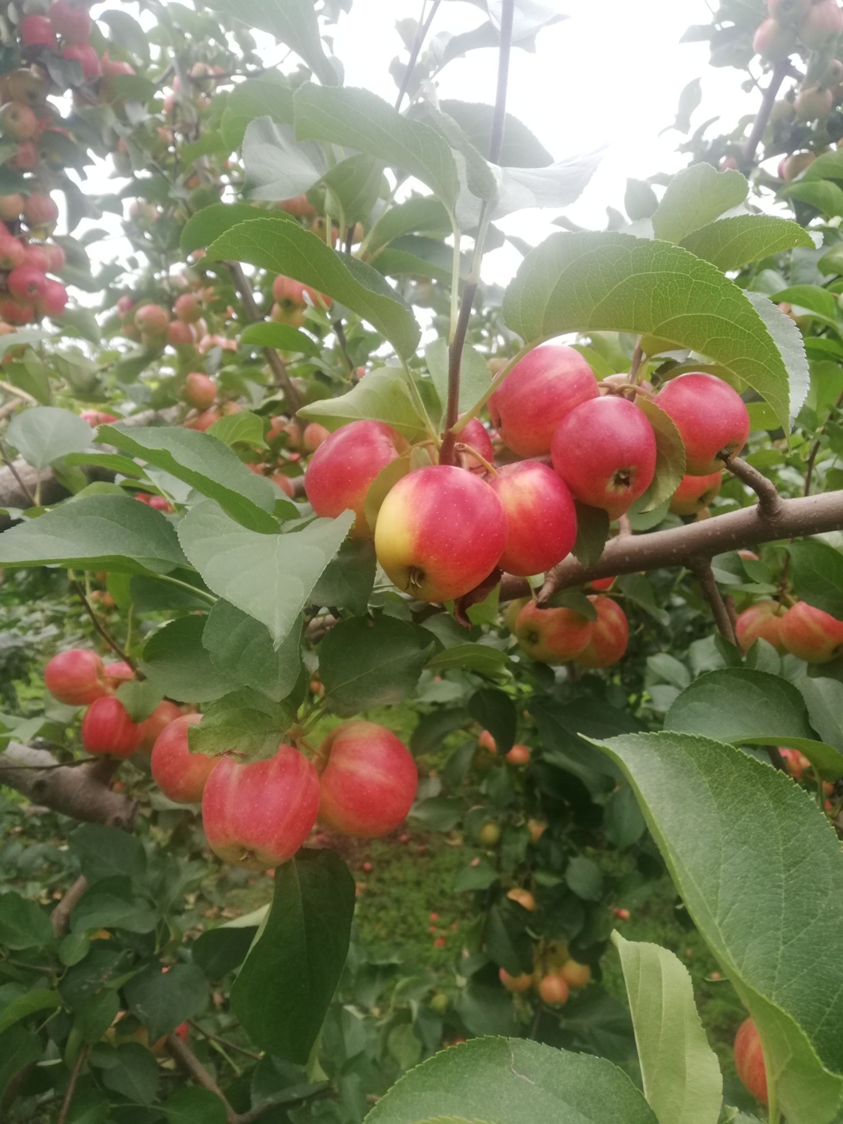 手机版古筝小苹果古筝弹奏小苹果